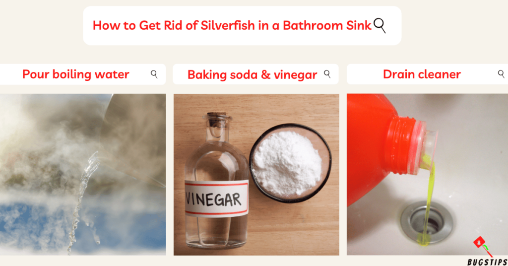 Silverfish in Bathrooms: How to Get Rid of Silverfish in a Bathroom Sink