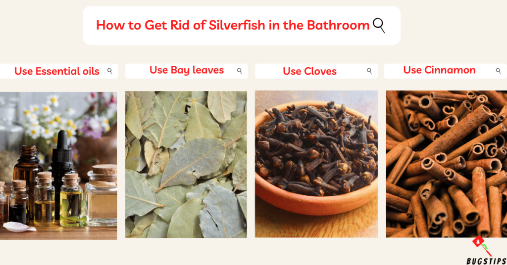 Silverfish in Bathrooms :How to Get Rid of Silverfish in the Bathroom (1)