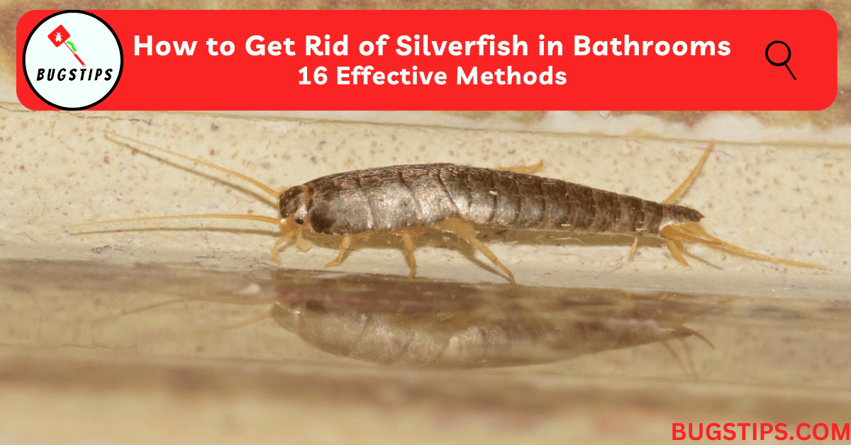 Silverfish in Bathrooms