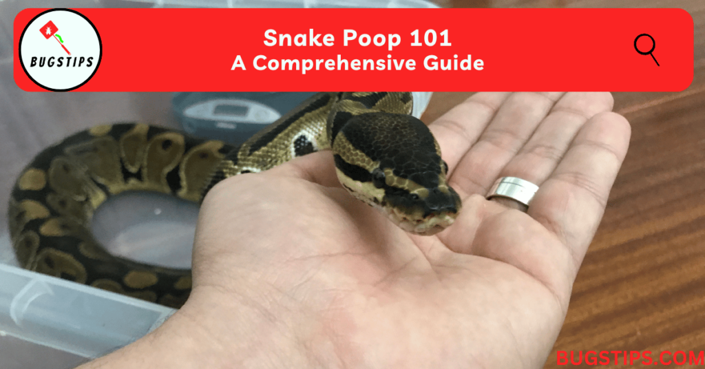 Snake Poop 101 | A Comprehensive Guide - BugsTips