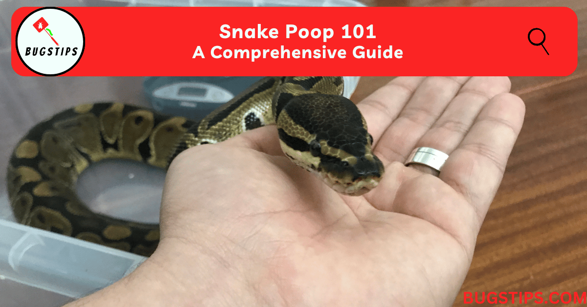 Snake Poop: A Comprehensive Guide