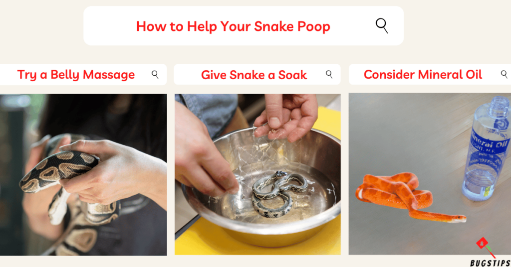 Snake Poop : How to Help Your Snake Poop 