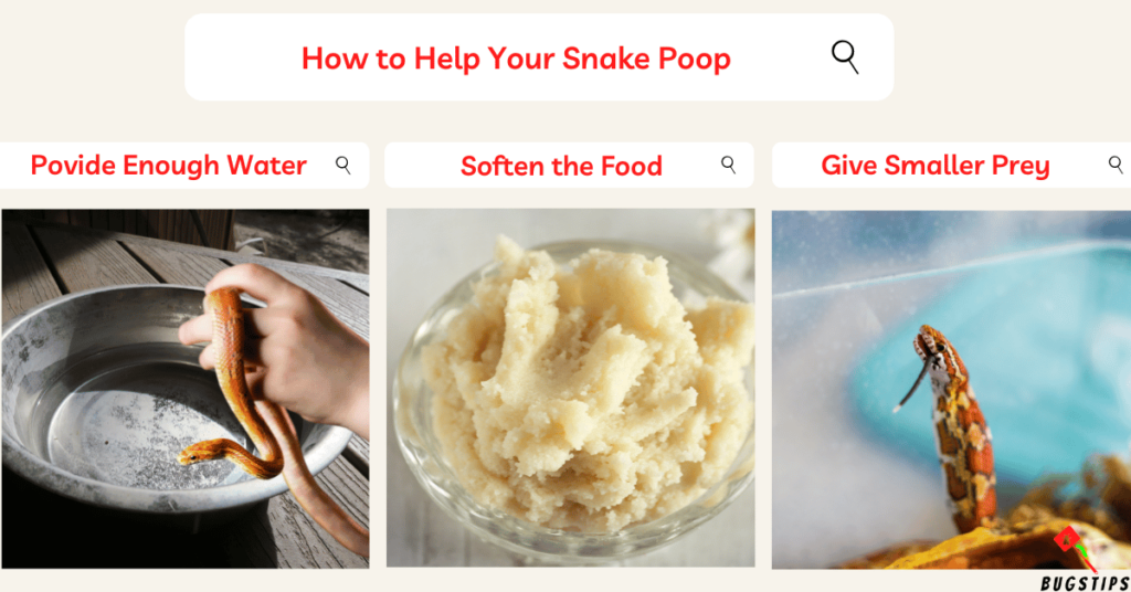 Snake Poop: How to Help Your Snake Poop