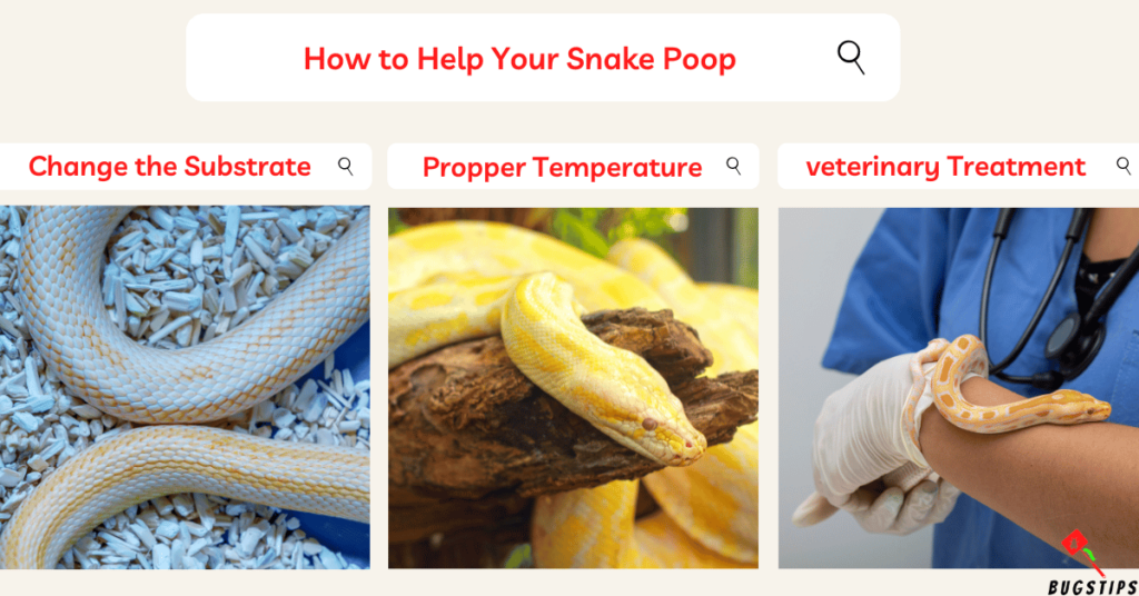 Snake Poop How to Help Your Snake Poop (2)