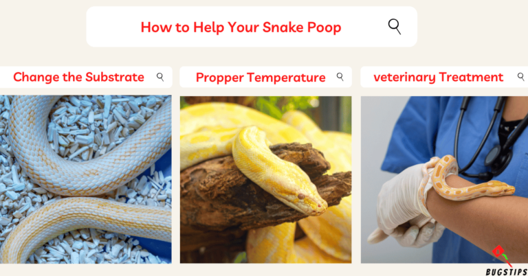 Snake Poop 101 | A Comprehensive Guide - BugsTips