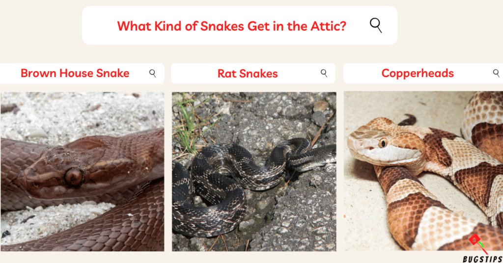 Snakes in the Attic:  What Kind of Snakes Get in the Attic