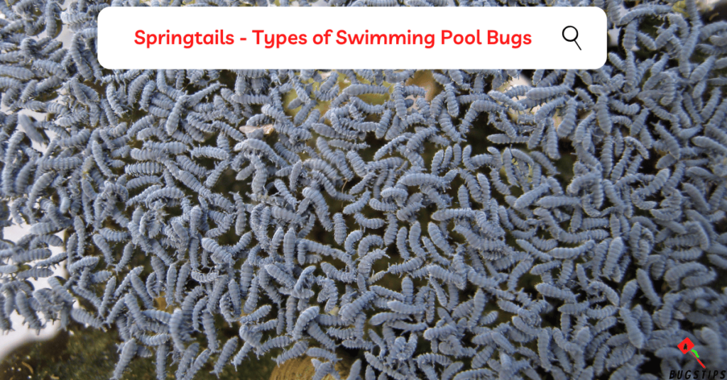 Springtails - Types of Swimming Pool Bugs