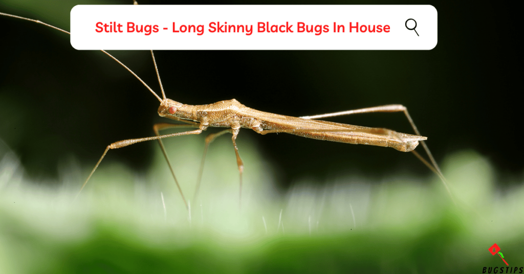 Stilt Bugs - Long Skinny Black Bugs In House