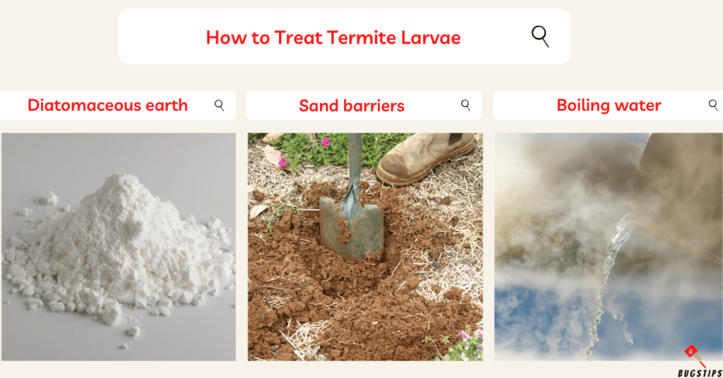 Termite Larvae: How to Treat Termite Larvae