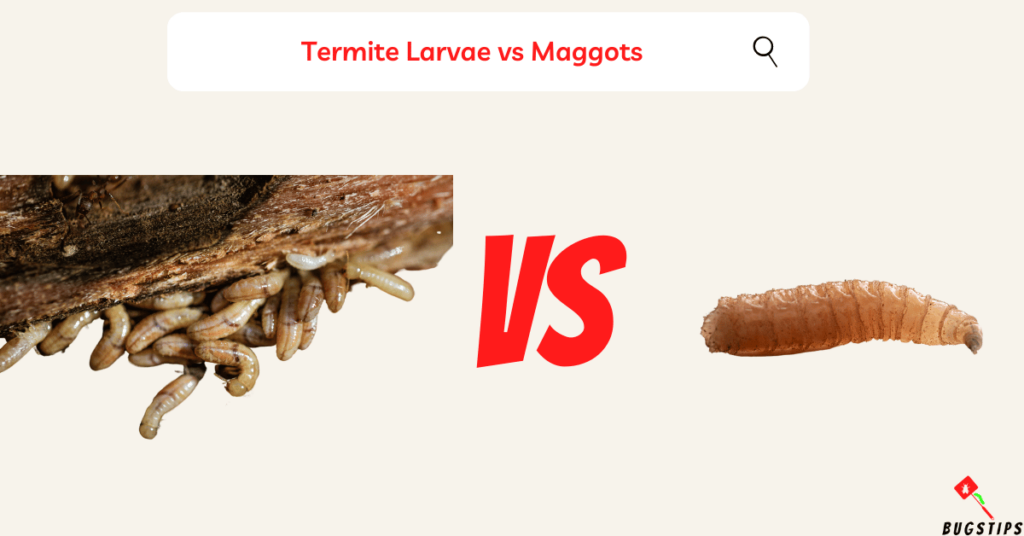Termite Larvae vs Maggots