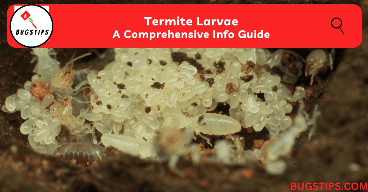 Termite Larvae: A Comprehensive Info Guide - BugsTips