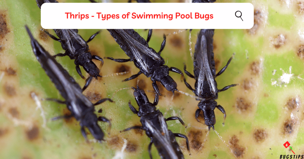 Thrips - Types of Swimming Pool Bugs