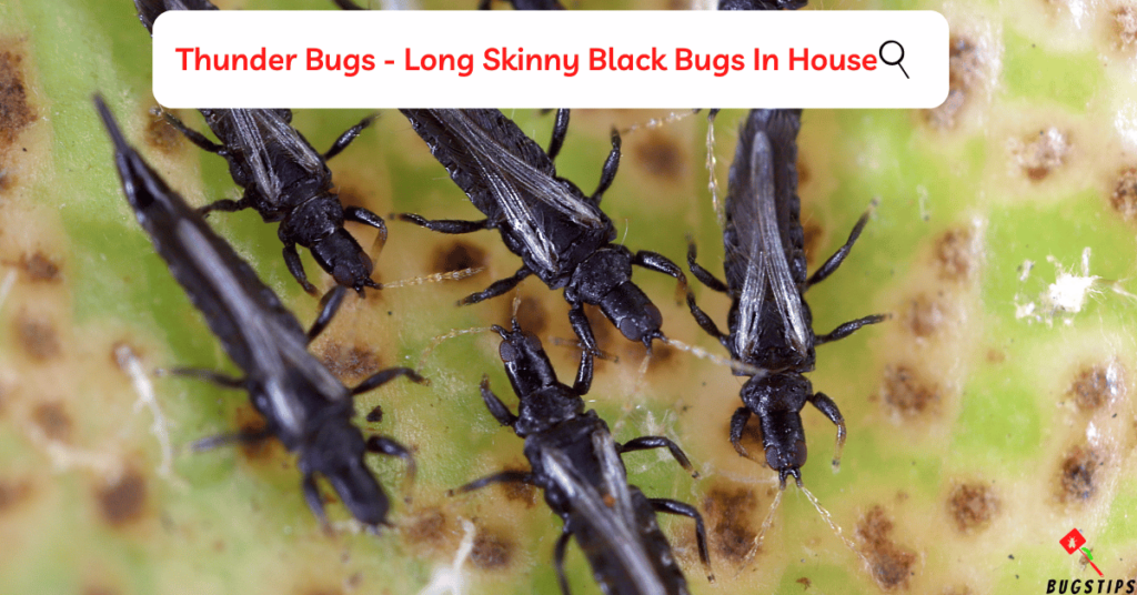 Thunder Bugs - Long Skinny Black Bugs In House