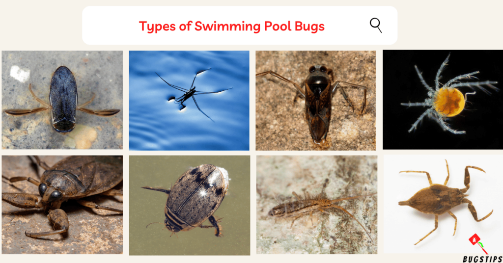 Types of Swimming Pool Bugs