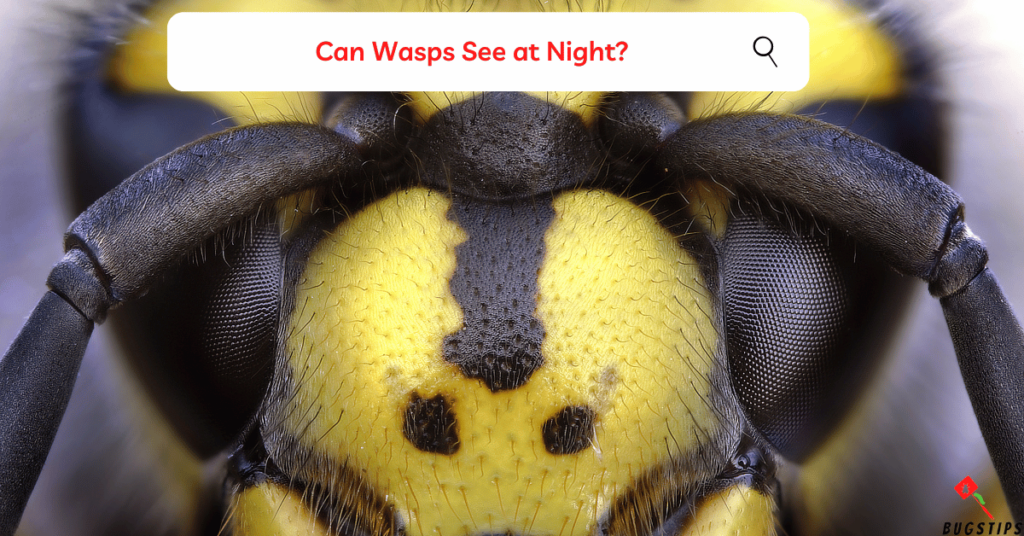 Wasps at Night: Can Wasps See at Night?