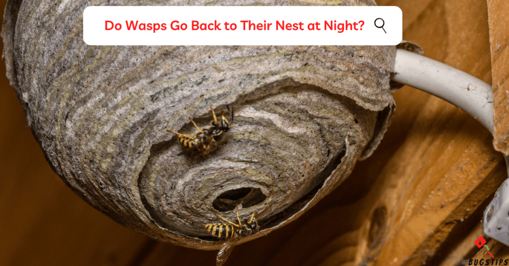 Wasps at Night: Do Wasps Go Back to Their Nest at Night?