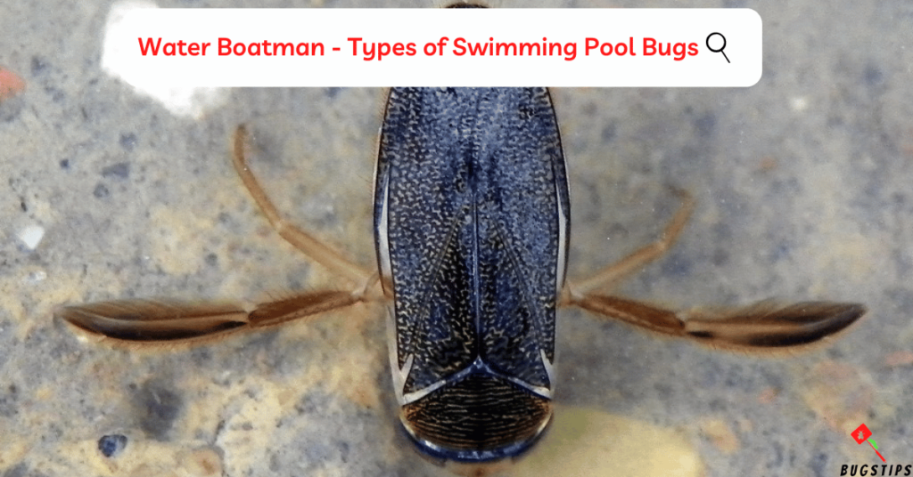 Water Boatman - Types of Swimming Pool Bugs