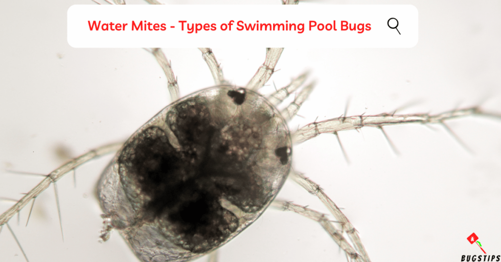 Water Mites - Types of Swimming Pool Bugs