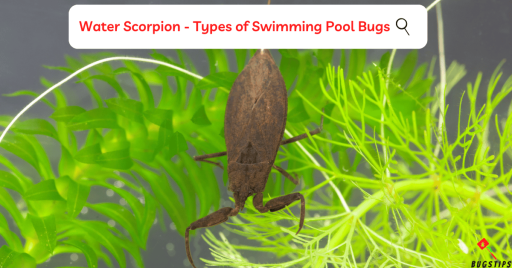 Water Scorpion - Types of Swimming Pool Bugs