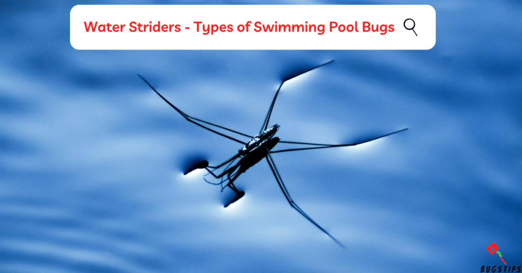Water Striders - Types of Swimming Pool Bugs