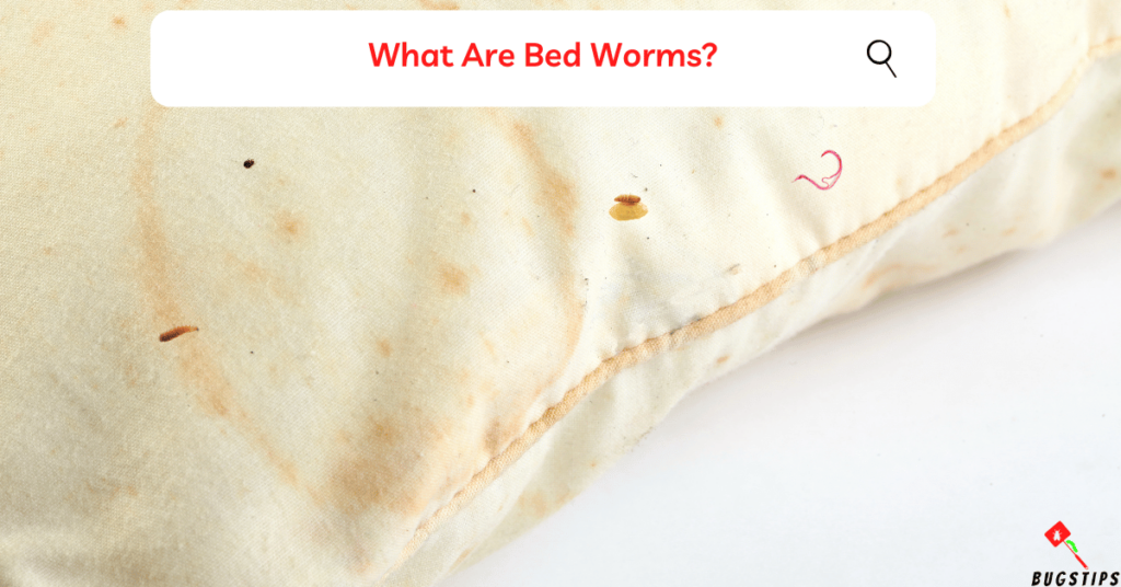 What Are Bed Worms?