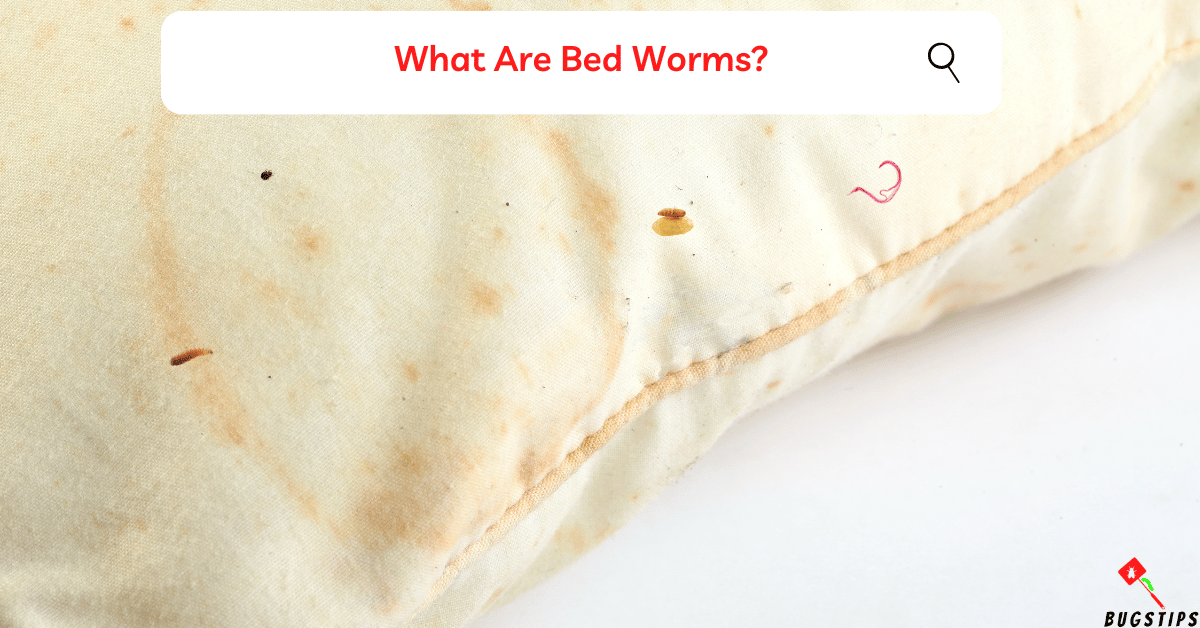 Bed Worms 10 Easy Ways To Get Rid Of Worms In Bed Bugstips