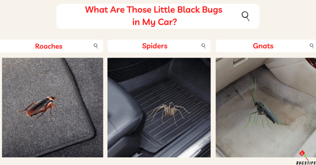 What Are Those Little Black Bugs  in My Car?