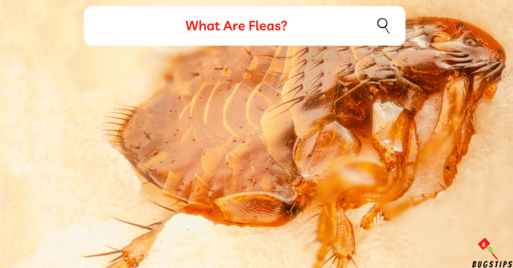 What Are Fleas?