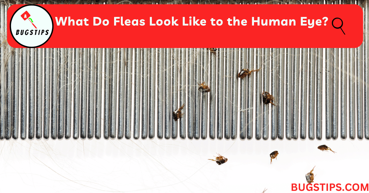What Do Fleas Look Like to the Human Eye?