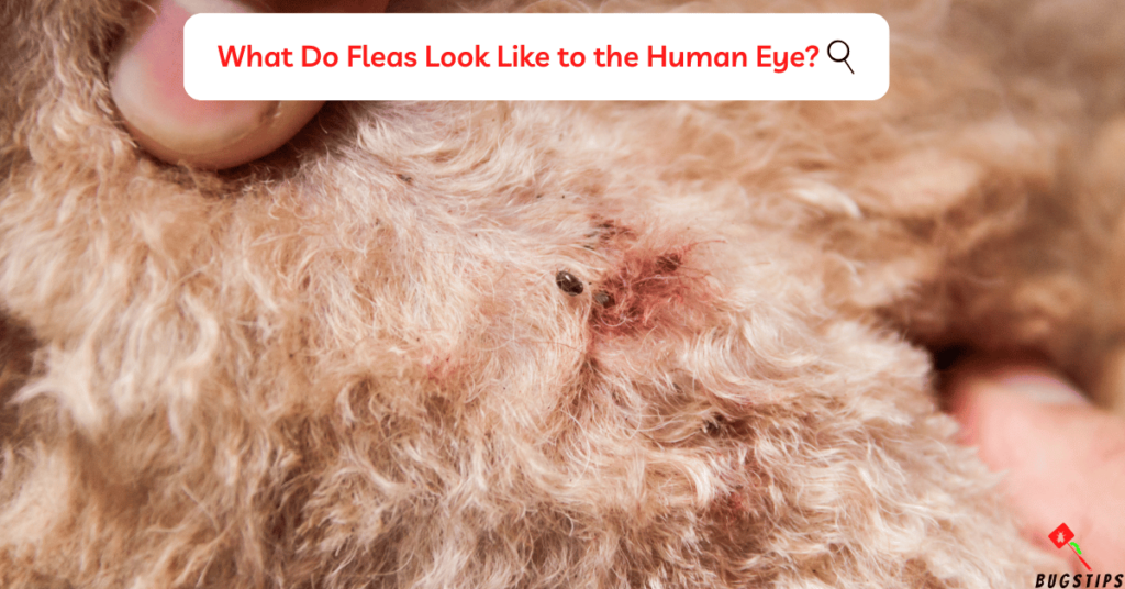 What Do Fleas Look Like to the Human Eye?