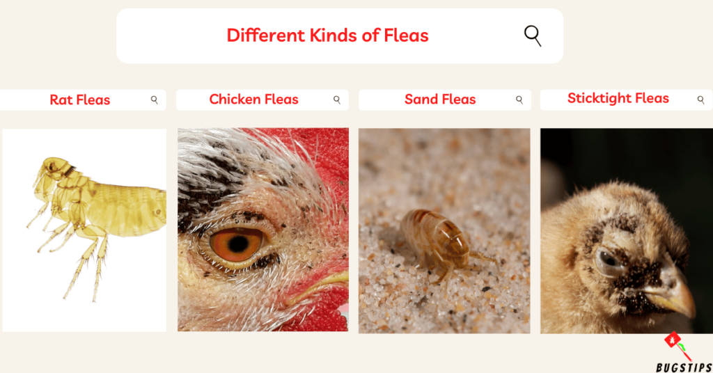 What Do Fleas Look Like to the Human Eye? Different Kinds of Fleas (1)