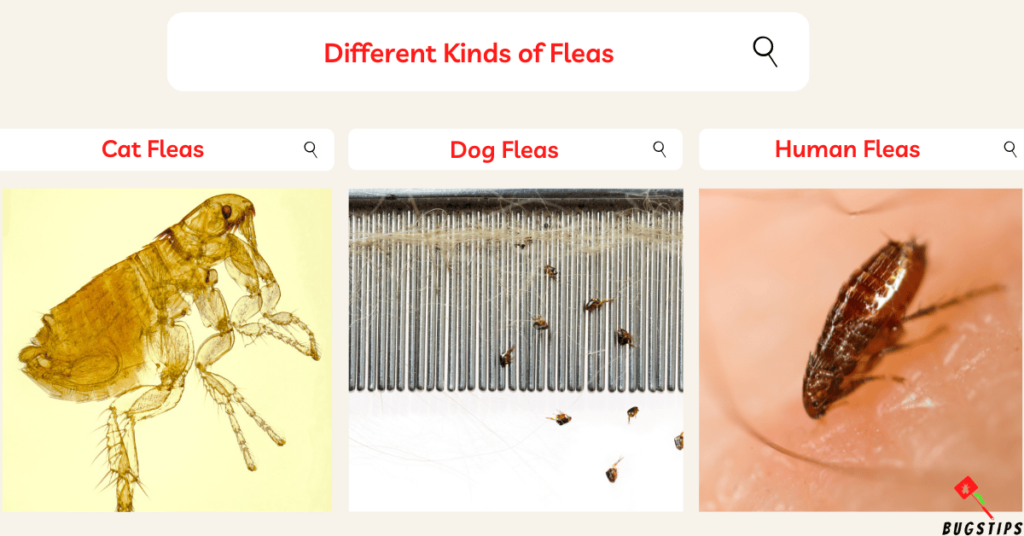 What Do Fleas Look Like to the Human Eye?  Different Kinds of Fleas