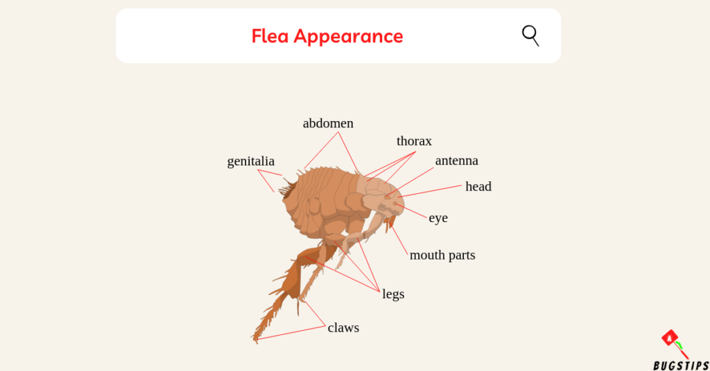 What Do Fleas Look Like to the Human Eye Do Snakes Have Bones Flea Appearance