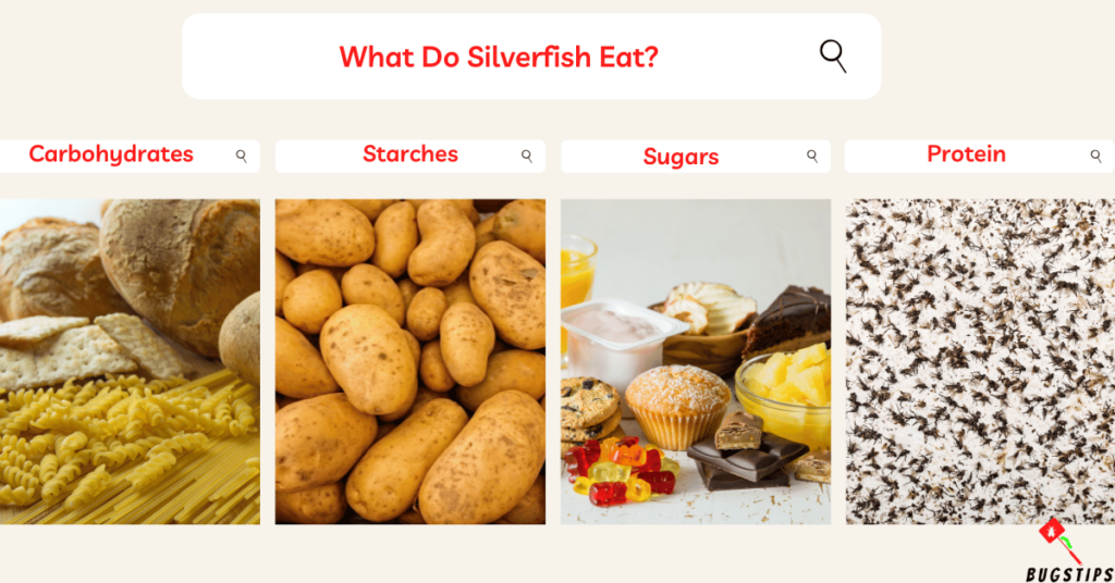 What Do Silverfish Eat?