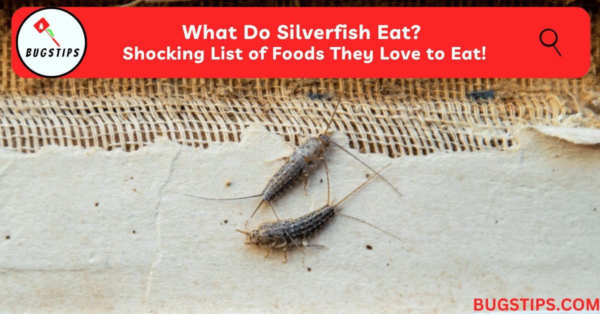 What Do Silverfish Eat? Shocking List of Foods They Love to Eat!