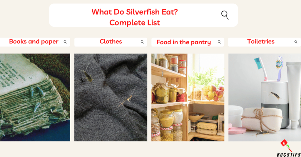 What Do Silverfish Eat? complete list 
