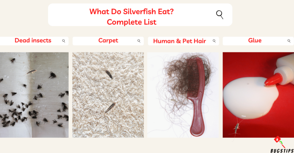 What Do Silverfish Eat? complete list 
