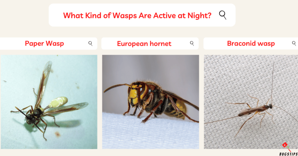 Wasps at night : What Kind of Wasps Are Active at Night?