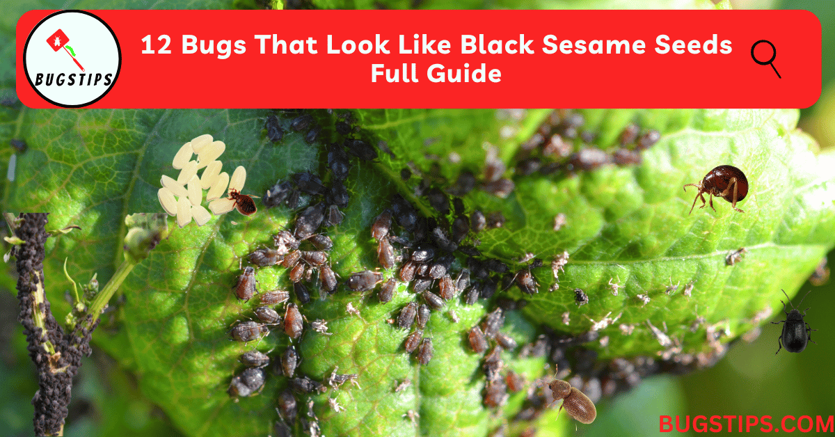 13 Bugs That Look Like Black Sesame Seeds | Full Guide