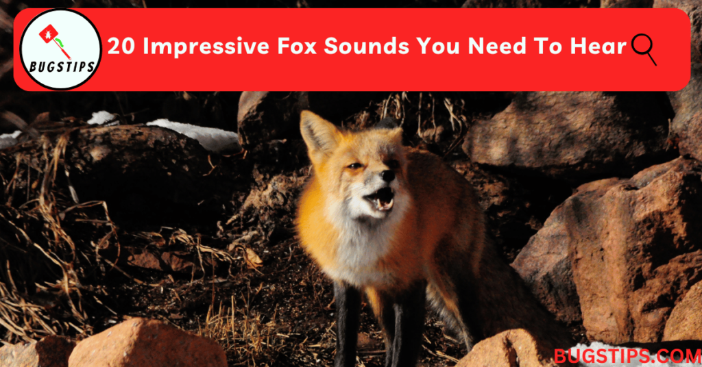 20 Impressive Fox Sounds You Need To Hear
