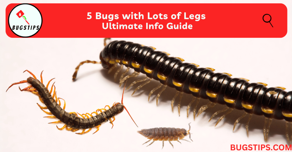 5 Bugs with Lots of Legs