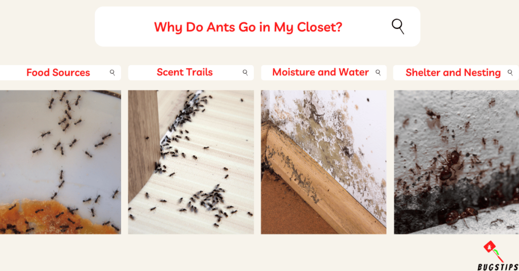 Why Do Ants Go in My Closet? (How To Get Rid Of Ants In Closet)