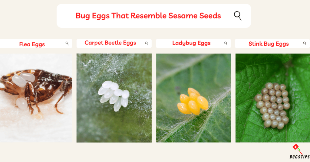 Bug Eggs That Resemble Sesame Seeds