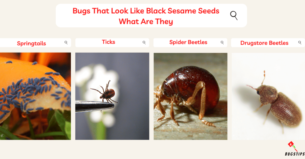 Bugs That Look Like Black Sesame Seeds 