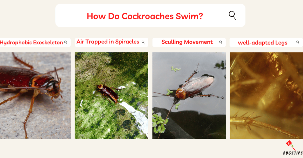 Can Cockroaches Swim? How Do Cockroaches Swim?