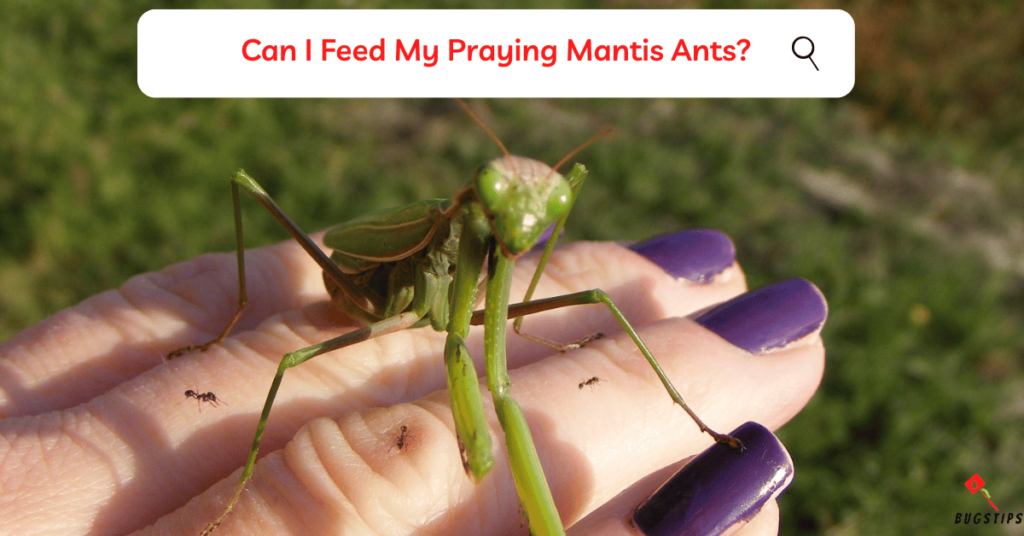Do praying mantis eat ants? Can I Feed My Praying Mantis Ants?