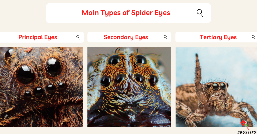 Can Spiders See in the Dark?: Main Types of Spider Eyes
