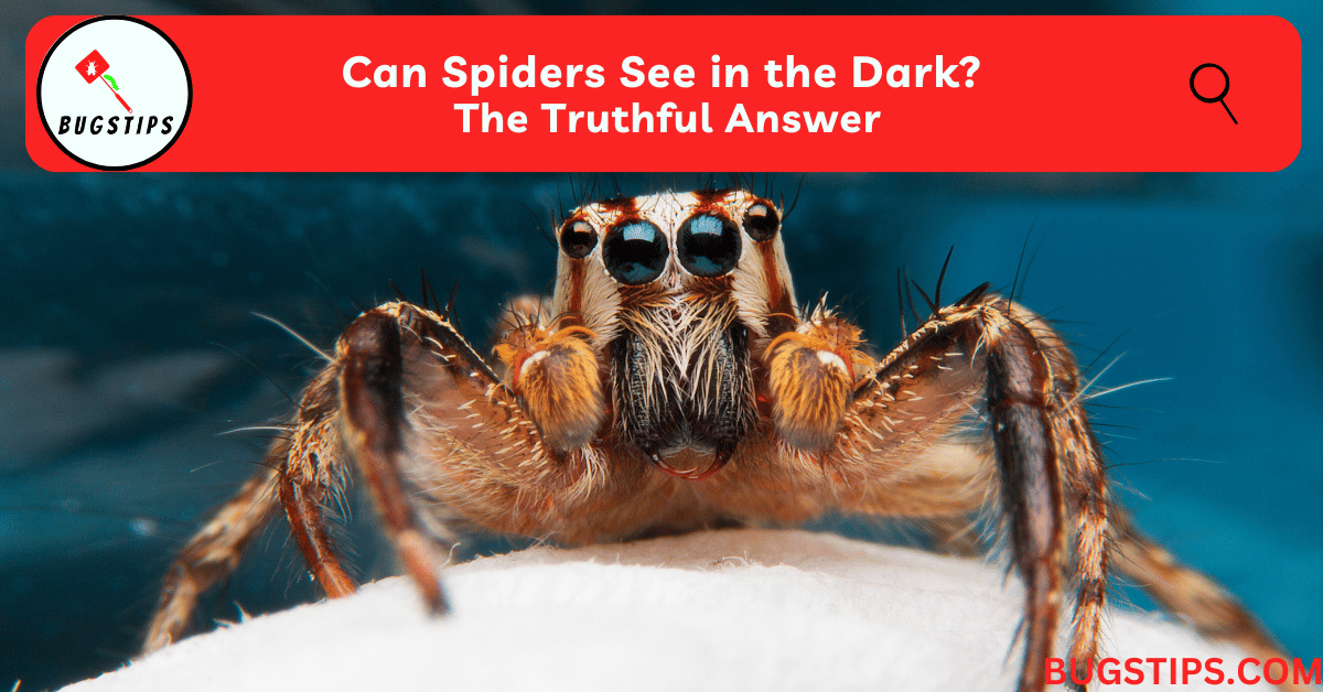Can Spiders See in the Dark?