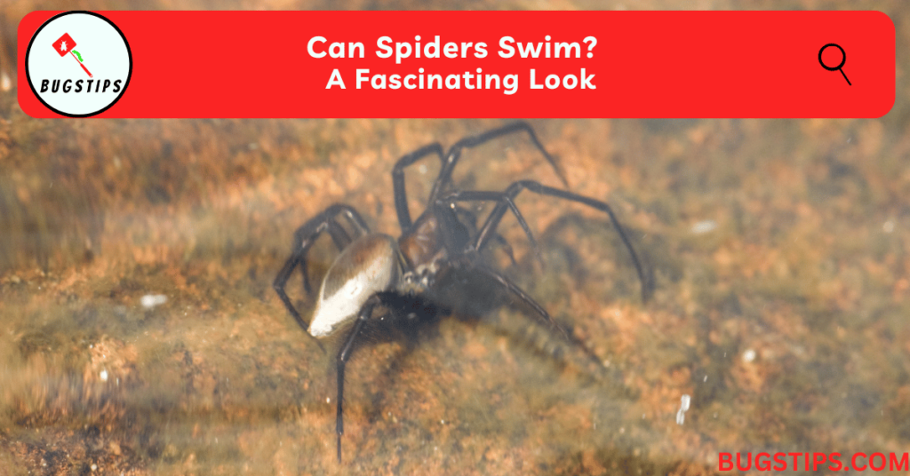 Can Spiders Swim? A Fascinating Look BugsTips