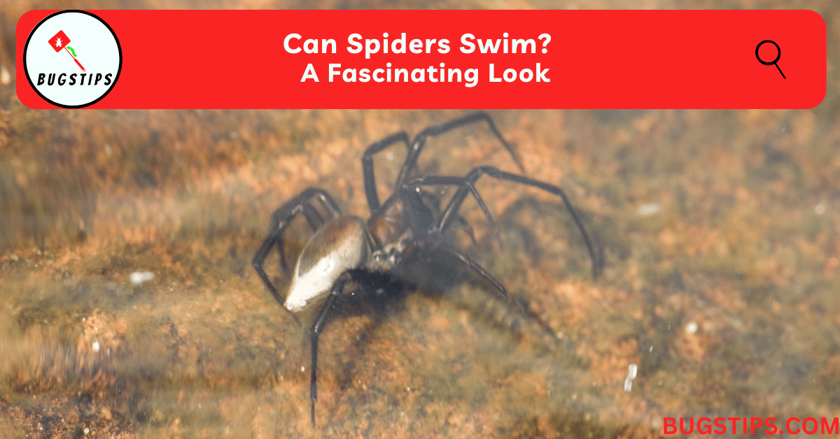 Can Spiders Swim? A Fascinating Look